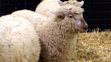 Sheep Sex Video Dailymotion