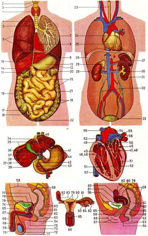 The male reproductive system consists of the penis, testes, epididymis, ejaculatory ducts, prostate, and accessory glands. 15 best images about Human | Internal Anatomy on Pinterest ...