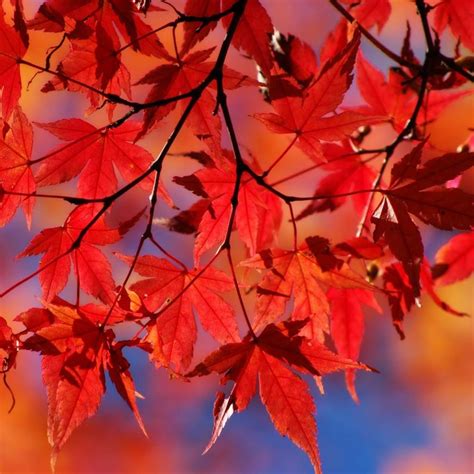 Beautiful Autumn Red Maple Leaf Branch Ipad Air Wallpapers Free Download