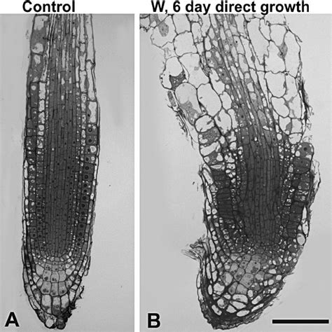 Light Micrographs Of Longitudinal Semi Thin Sections Through The Root