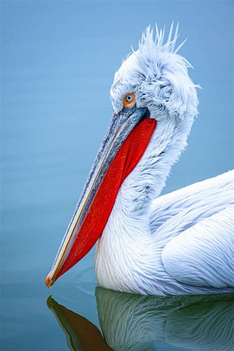 9 Pelican Spiritual Meanings And Symbolism Spirit Animal