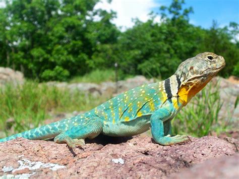 Filecommon Collared Lizard