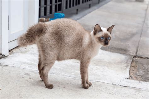 Siamese cats are known for their outgoing personalities. The Siamese Cat Behavior and Personality Traits Guide ...