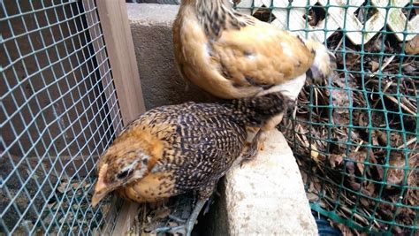 Egyptian Fayoumis Backyard Chickens