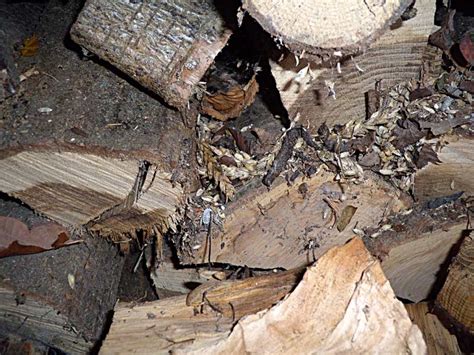 Maybe you would like to learn more about one of these? Ratten bekämen bei Befall im Brennholz-Lager