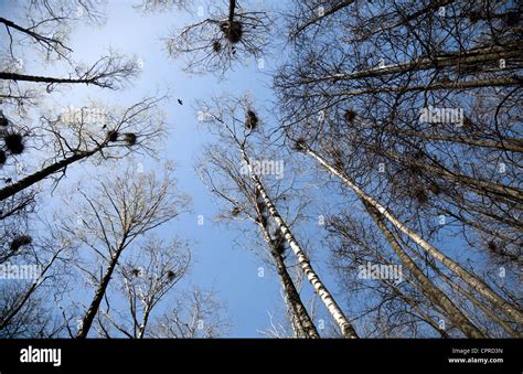 Looking Up At The Trees With A Lot Of Crows Nests Stock Photo Alamy