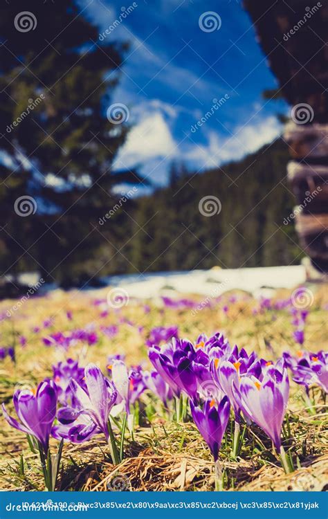 Crocus Purple Flowers Blooming In Mountains Stock Photo Image Of