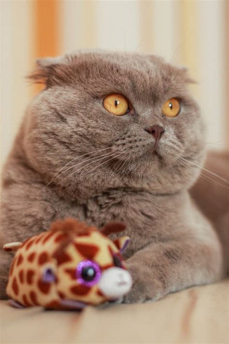 Funny Grey Cat With Yellow Eyes And A Toy Stock Photo Image Of Sunset