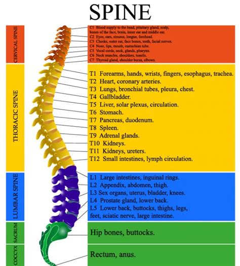 Spine Chart With Numbers