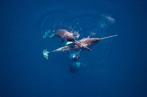 Narwhals Mixed Up Response To Fear Could Kill Them