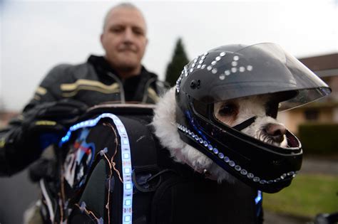 If slowing down and coming to a near stop is the safest choice, which it often is on peru's mountain roads, opening the helmet visor and yelling at the dogs. Adorable Rescue Dog Has Become Real Ruff Riding Motorbike ...