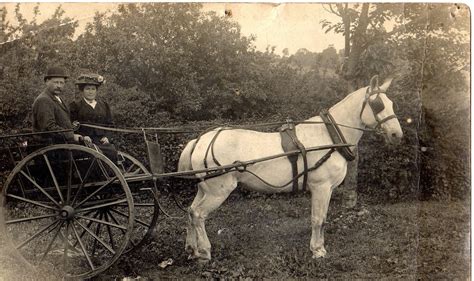 Horse And Buggy One Of The Common Transports Before 1900 ~ Vintage
