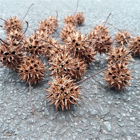 Tree With Spiky Balls Nz Wretched Logbook Image Library