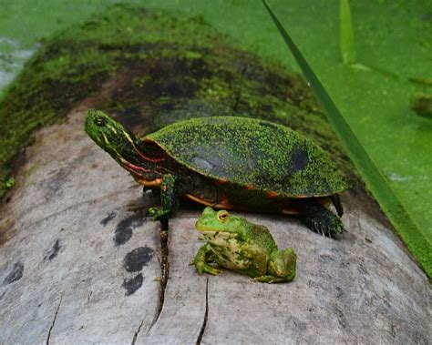 Green Turtle And Frog Sharing A Log Cheryl Blay Flickr