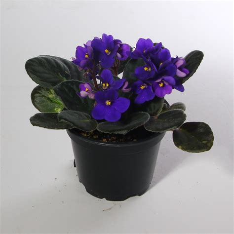 Violet Plant Kittelberger Wholesale Florist Webster And Rochester