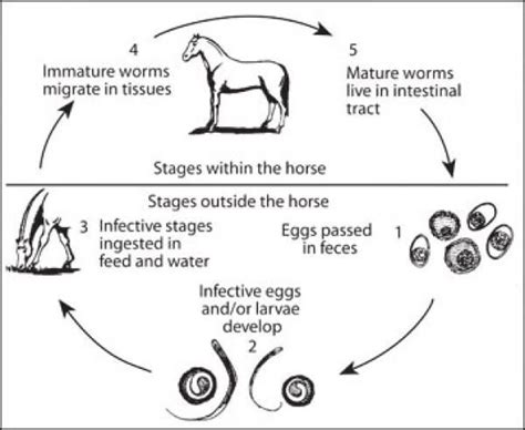 Horse Deworming And Worming Product Tips Horses Horse Tips Horse Health