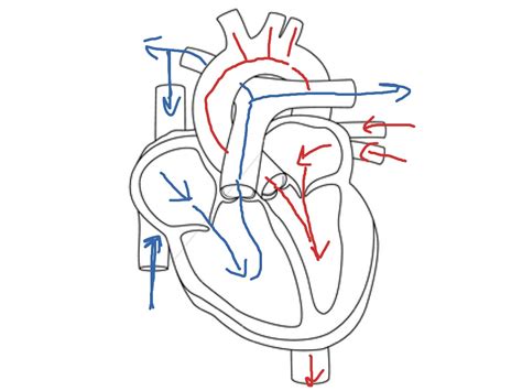 Blood Flow Through The Heart Physiology Biology Showme