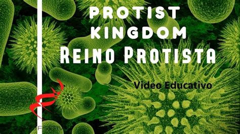 Reino Protista So Biologia Reino Protista Biologia Protozoarios Images