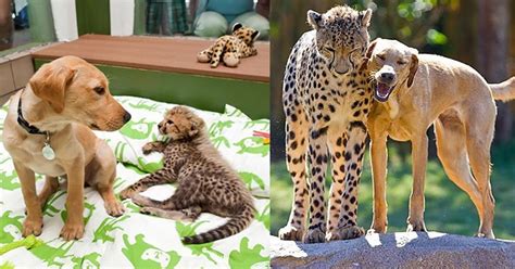 14 Adorable Before And After Photos Of Animals Growing Up Together