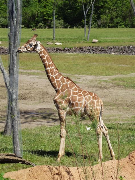 Giraffe Feeding At The Columbus Zoo Columbus Zoo Giraffe Giraffe