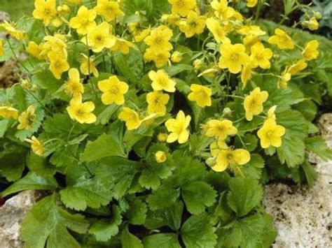 Fiori gialli primaverili spontanei / 20 piante che potreste incontrare lungo una strada di campagna blog di matematica e scienze : W di... Waldsteinia ternata, tappezzante sempreverde ...