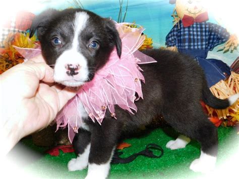 Border collie puppies and dogs in colorado. Border Collie puppy dog for sale in CHICAGO, Illinois