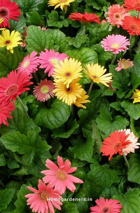 Gerbera Daisies Are Easy To Grow Them At Both Indoors And Outdoors When