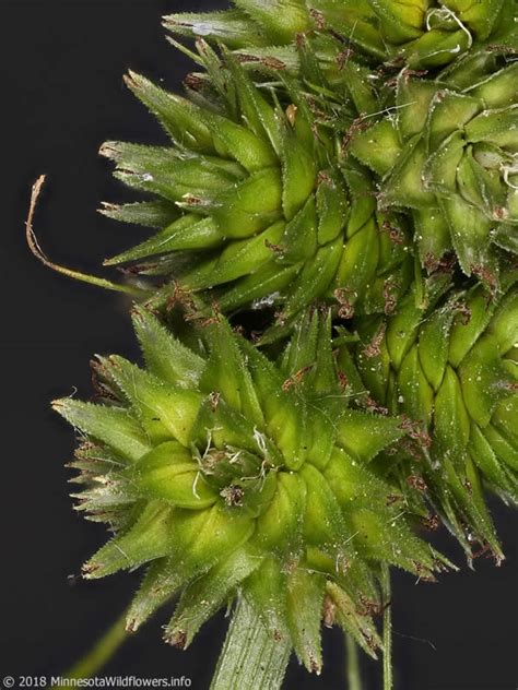 Carex Cephalophora Oval Headed Sedge Minnesota Wildflowers
