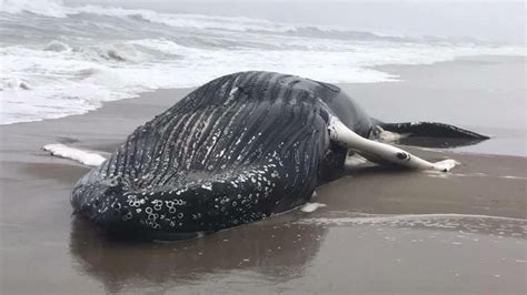 Day After Being Spotted Floating In Waters Dead Whale Washes Up On