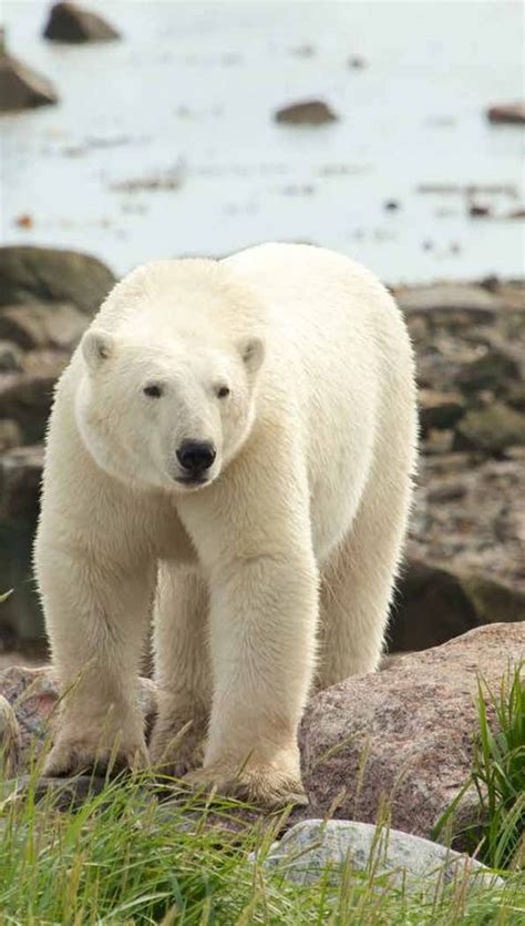 Polar Bears And Beluga Whales Animals Of The Arctic L Summer Expedition