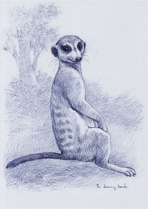 How To Draw A Realistic Meerkat Ida George