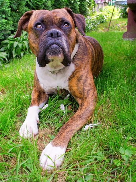 Wenn dir „boxer hund gefällt, gefallen dir vielleicht auch diese ideen. Boxer Hund | Stockfoto | Colourbox