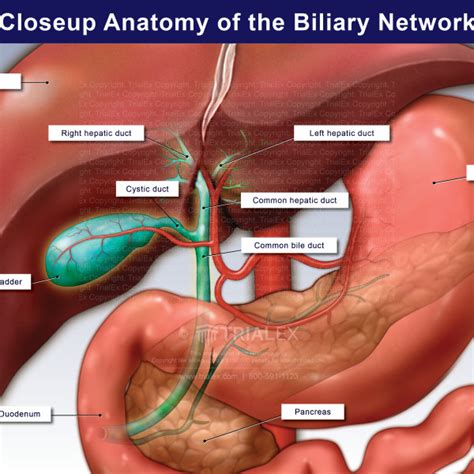 Closeup Anatomy Of The Biliary Network Trialexhibits Inc