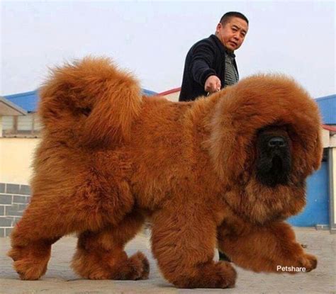 Pinterest Big Dog Breeds Big Fluffy Dogs Giant Dog Breeds