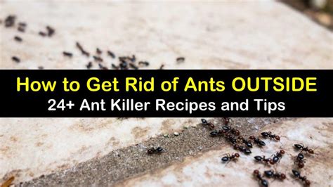 We did not find results for: 24+ Smart & Easy Ways to Get Rid of Ants Outside