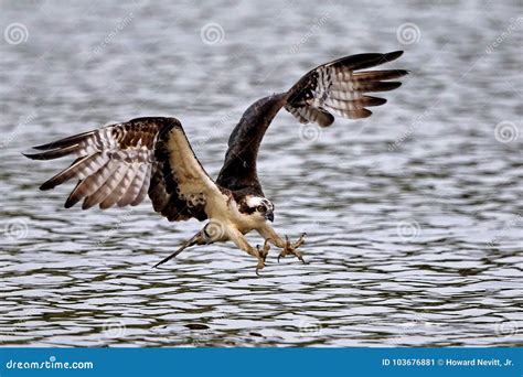 Osprey Flying With Talons Out Stock Image Image Of Flying Bird