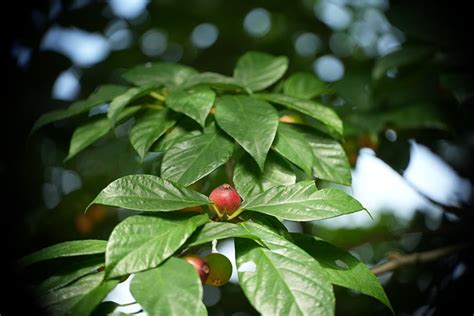 Berry Fruit Tree Free Photo On Pixabay