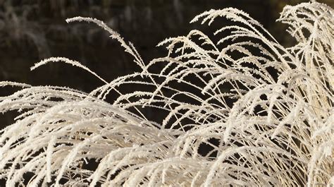 Free Images Nature Branch Snow Cold Winter Plant Sun White