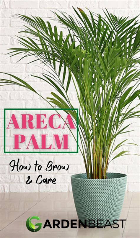 Guide To Areca Palm How To Grow And Care For “dypsis Lutescens” Areca