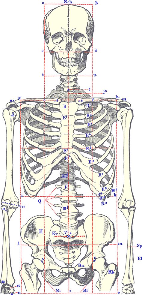 Skeletonbodyfront Anatomy Drawing Human Anatomy Drawing Anatomy Art