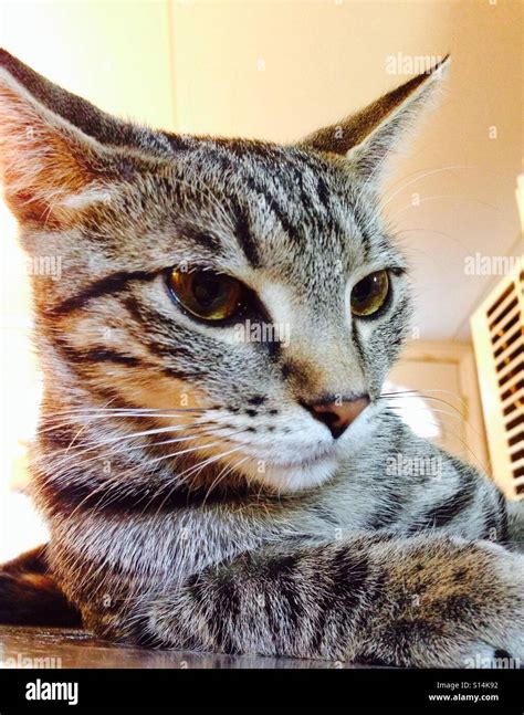 Closeup Portrait Of Striking Tabby Kitten With Prominent Stripes Stock