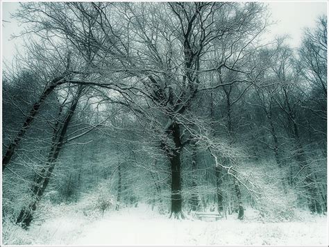 Snowy Tree By Weissglut On Deviantart