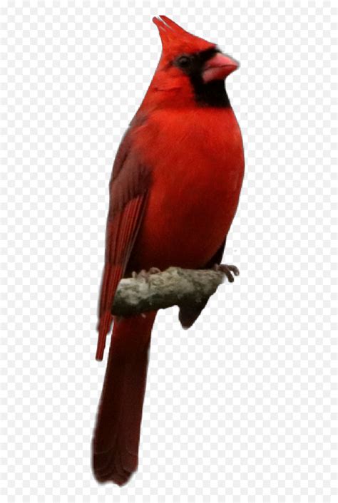 To Northern Cardinal Emojicardinal Bird Emoji Free Transparent