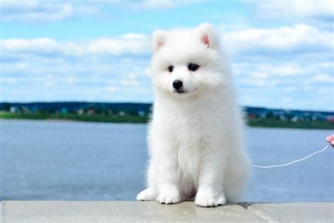 Japanese Spitz Detailed Guidelines Recommendations From