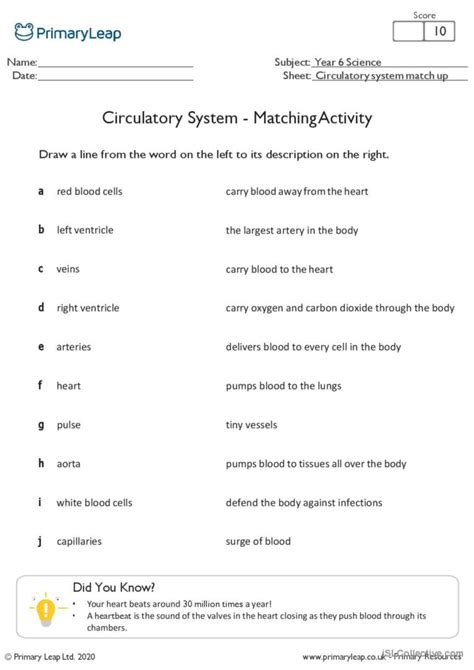 Circulatory System Worksheet Pdf Worksheets For Kindergarten