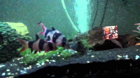 Happy Clown Loaches In My Tropical Fish Tank Youtube