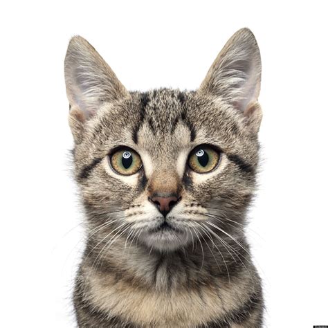 Popular Cat Breeds Cat Diseases Cat Online Cats Musical Cat Facts