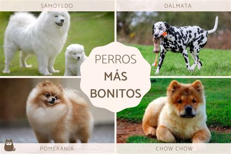20 De Los Perros Más Bonitos Del Mundo Fotos Bloganimal