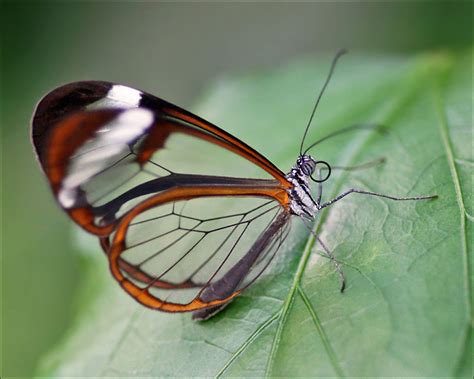 Greta Oto The Glasswing Butterfly The Unique Glasswing Or Flickr