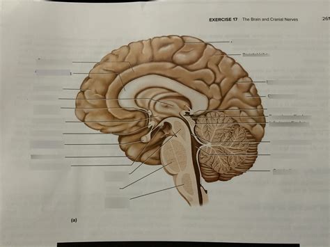Human Brain Midsagittal View Diagram Quizlet